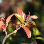 Trachelospermum jasminoides (Star Jasmine)