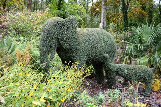 Bespoke topiary elephants