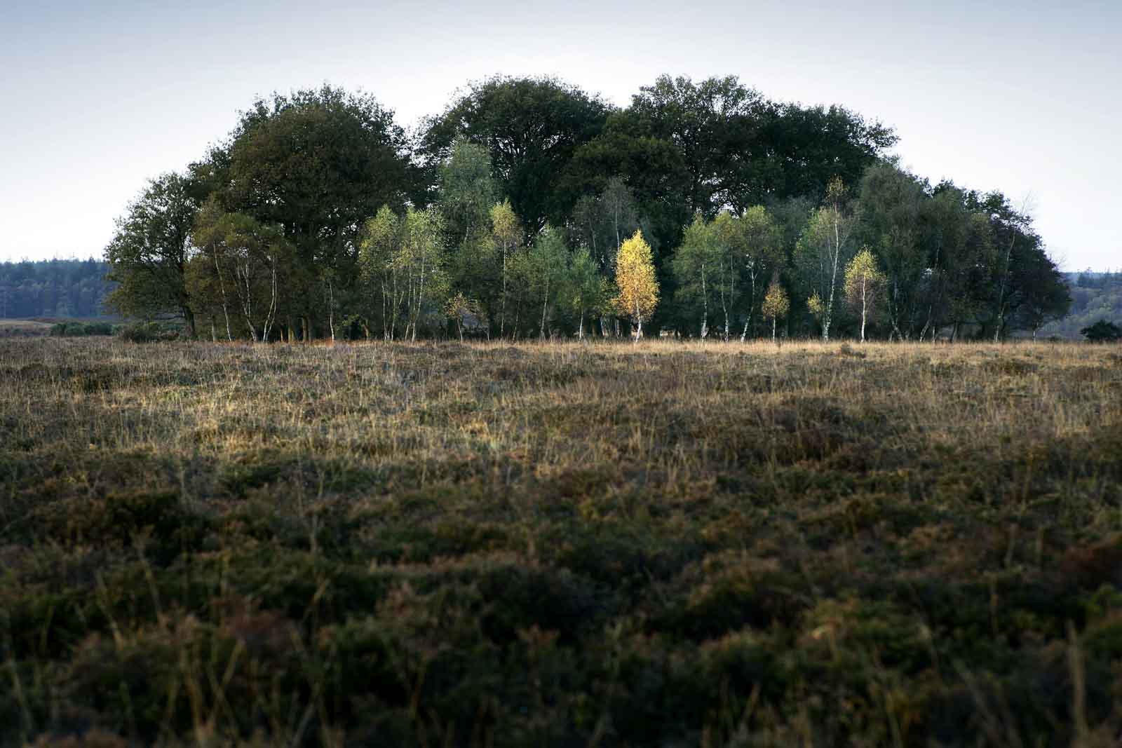 A photo of the New Forest by Paul Close