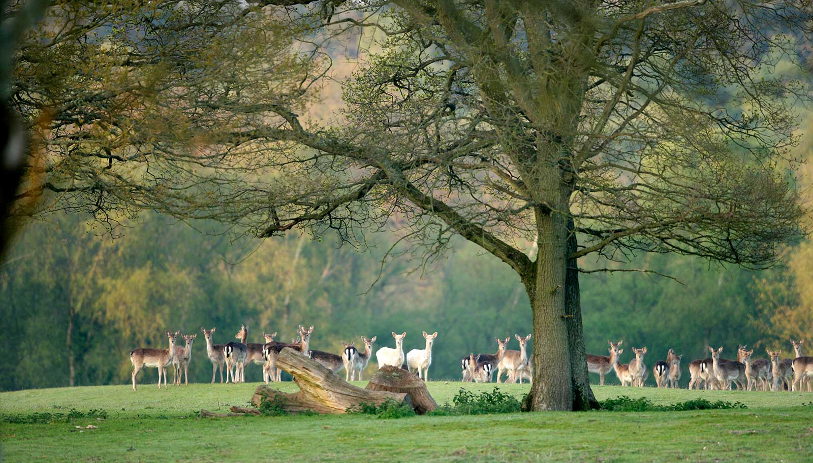 A photo of the New Forest by Paul Close
