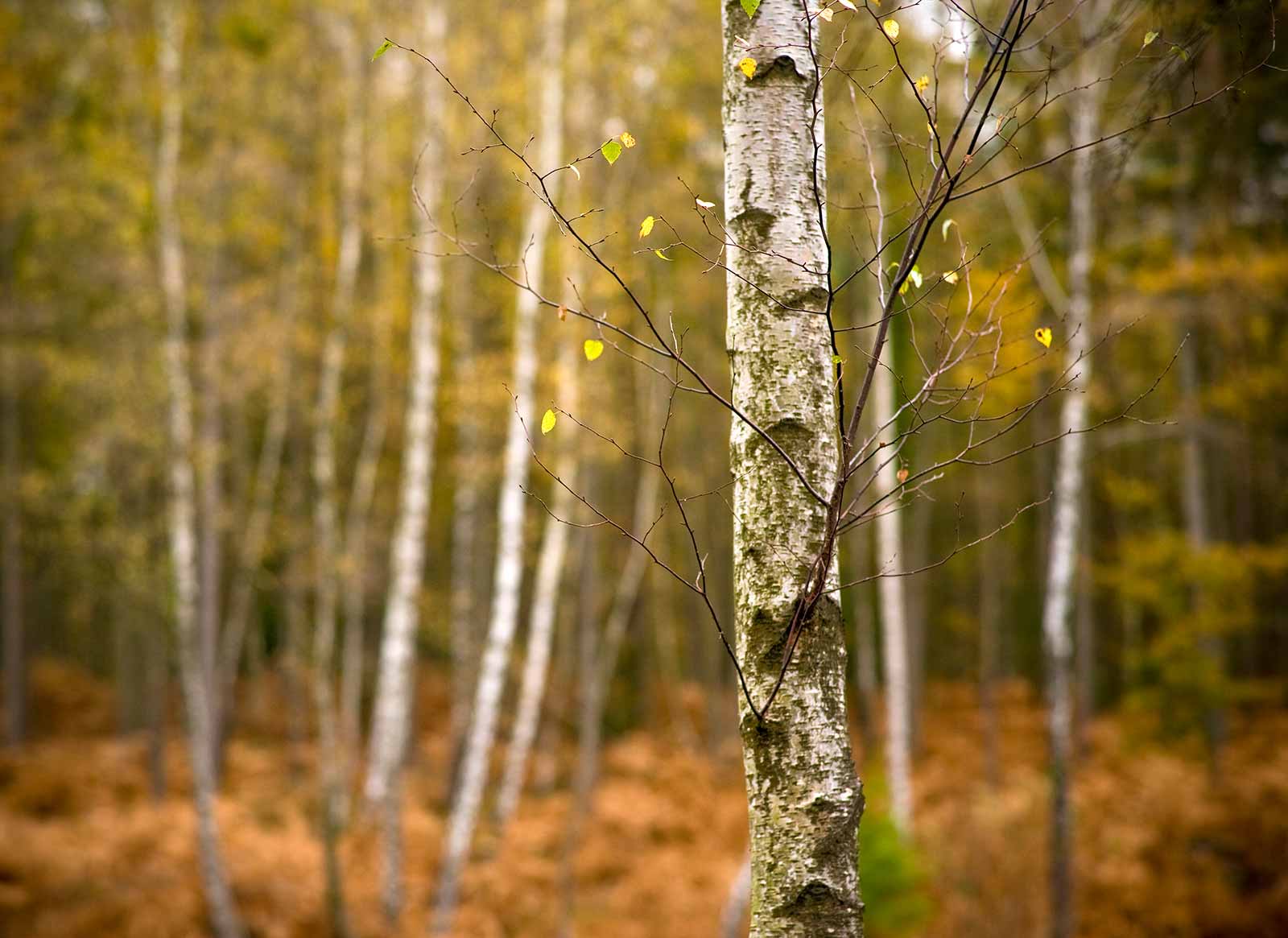 A photo of a silver birch tree, taken by Paul Close