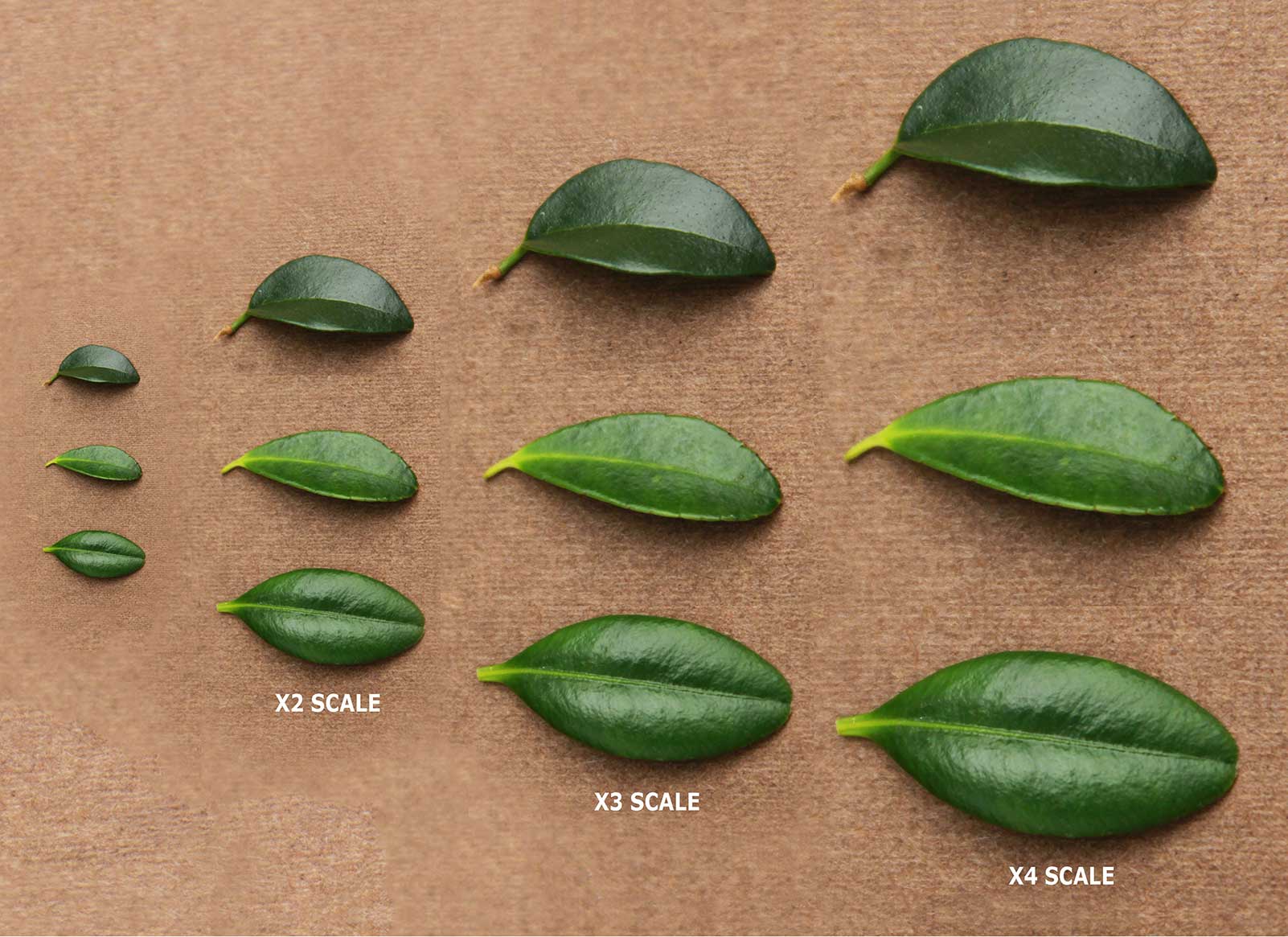 Leaves pictured are from: Buxus sempervirens, Ligustrum delavayanum and Ilex crenata ‘Kinme’ plants in no particular order