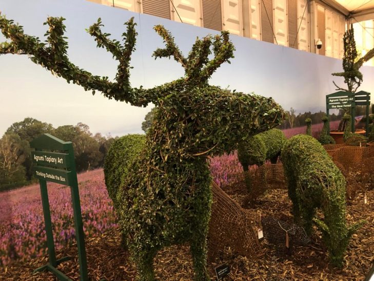Topiary stag at RHS Chelsea 2021