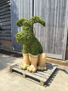 Gromit topiary sculpture in Ligustrum delavayanum