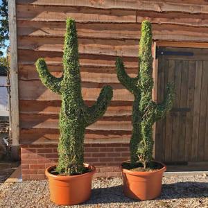 Topiary Cacti in Ligustrum Plant at over 2m high