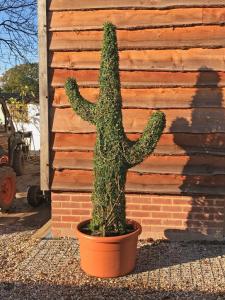 Topiary Cactus standing over 200cm tall in Ligustrum Plant