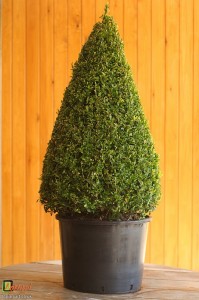 Bespoke topiary-Buxus sempervirens-90cm-Cone-Agrumi     