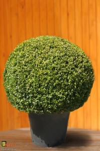 Bespoke topiary-Buxus sempervirens-Ball-Tree-Agrumi 2     