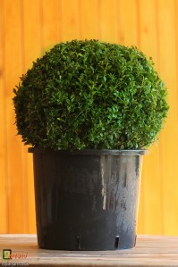 Bespoke topiary-Buxus sempervirens-Ball-Tree-Agrumi