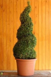 Bespoke topiary-Buxus sempervirens-Spiral-Agrumi   