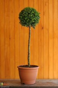 Bespoke topiary-Buxus sempervirens-Standard-Tree-Agrumi 1     