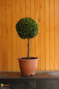 Bespoke topiary-Buxus sempervirens-Standard-Tree-Agrumi 3     