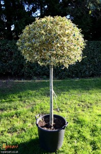 Bespoke topiary-Standard-Tree-Agrumi    